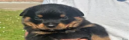 Rottweiler dogs for sale: KC registered rottweiler puppies - Advert 25