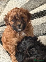 Maltipoo dogs - Advert 1