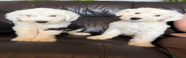 Old English Sheepdog 