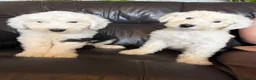 Old English Sheepdog dogs for sale: Kc Registered Old English Sheepdogs  - Advert 13