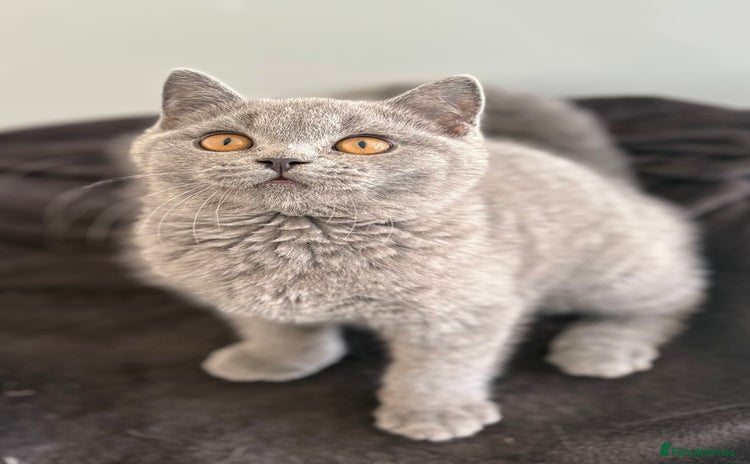 British Shorthair cats - Advert 4