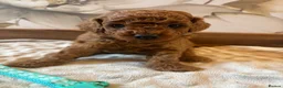 Cockapoo dogs for sale: Last girl available, ready for her forever home! - Advert 28