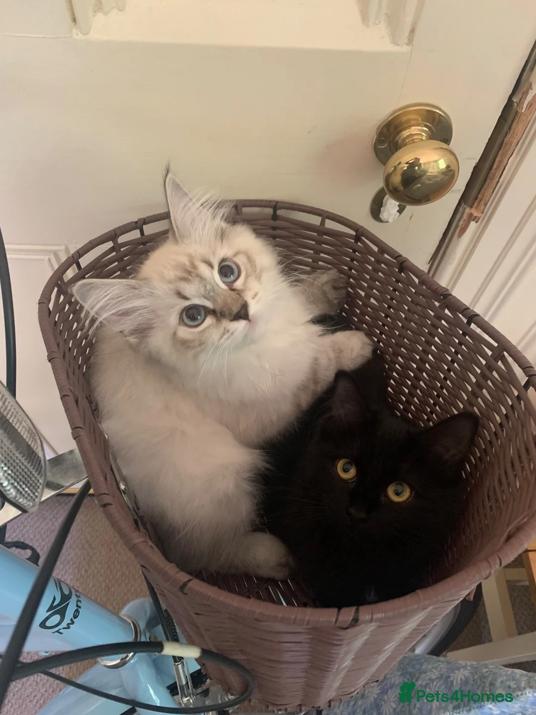 Siberian cats for sale: Pure Siberian Kitten- Microchipped, Vaccinated - Advert 2