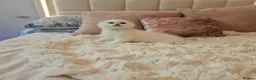 Scottish Fold cats for sale: Tica full pedigree scottish fold kittens london  - Advert 21