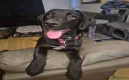 Mixed Breed dogs for sale: Labernesse  - Image 2