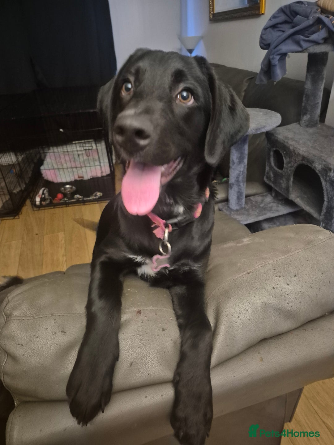 Mixed Breed dogs for sale: Labernesse  - Image 2