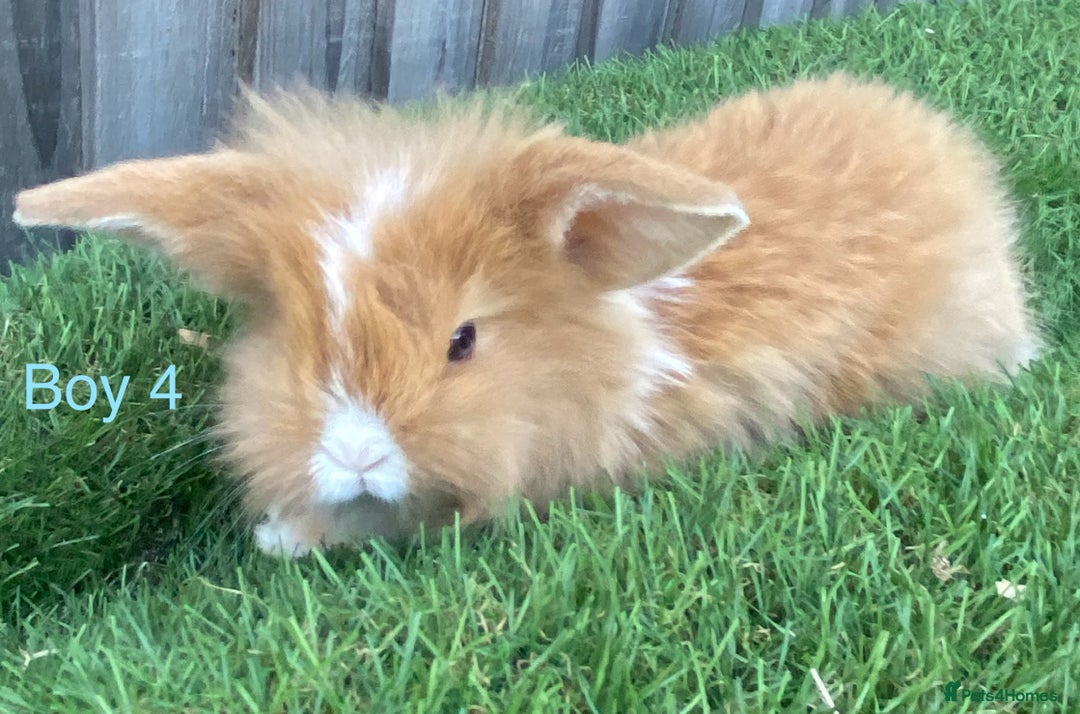 Mini Lion Lop rabbits for sale: Adorable Mini Lion Lops available for Loving Homes - Image 12
