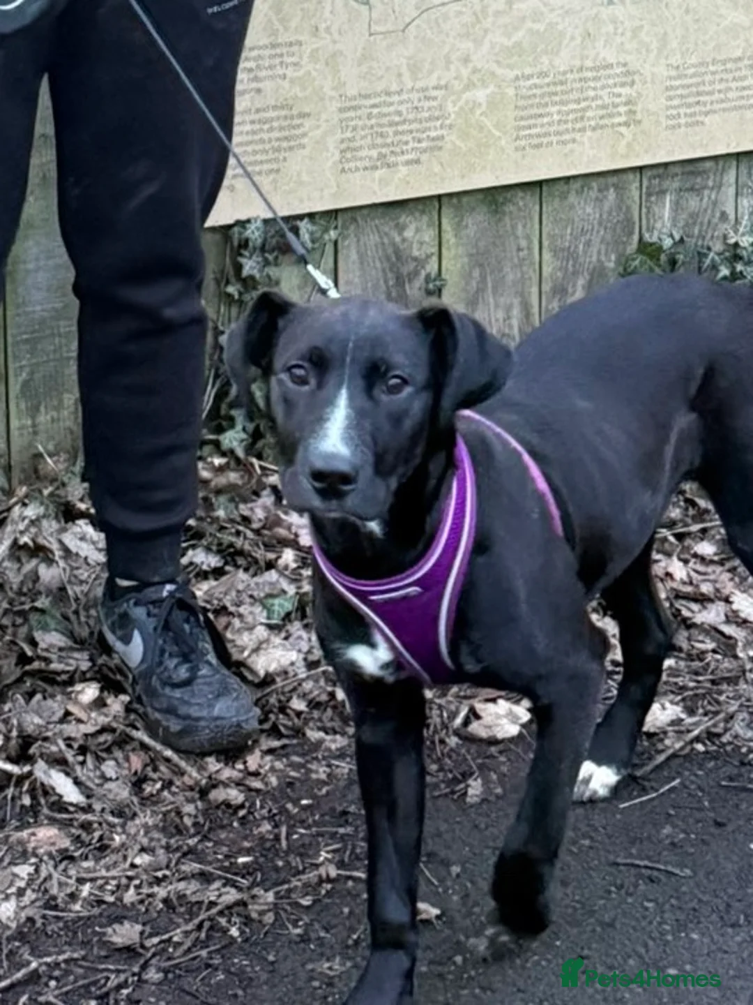 Mixed Breed dogs for adoption: Luci labrador/staffy in East Boldon - Advert 1