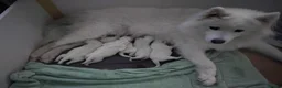 Samoyed dogs for sale: Samoyed puppies - Advert 3
