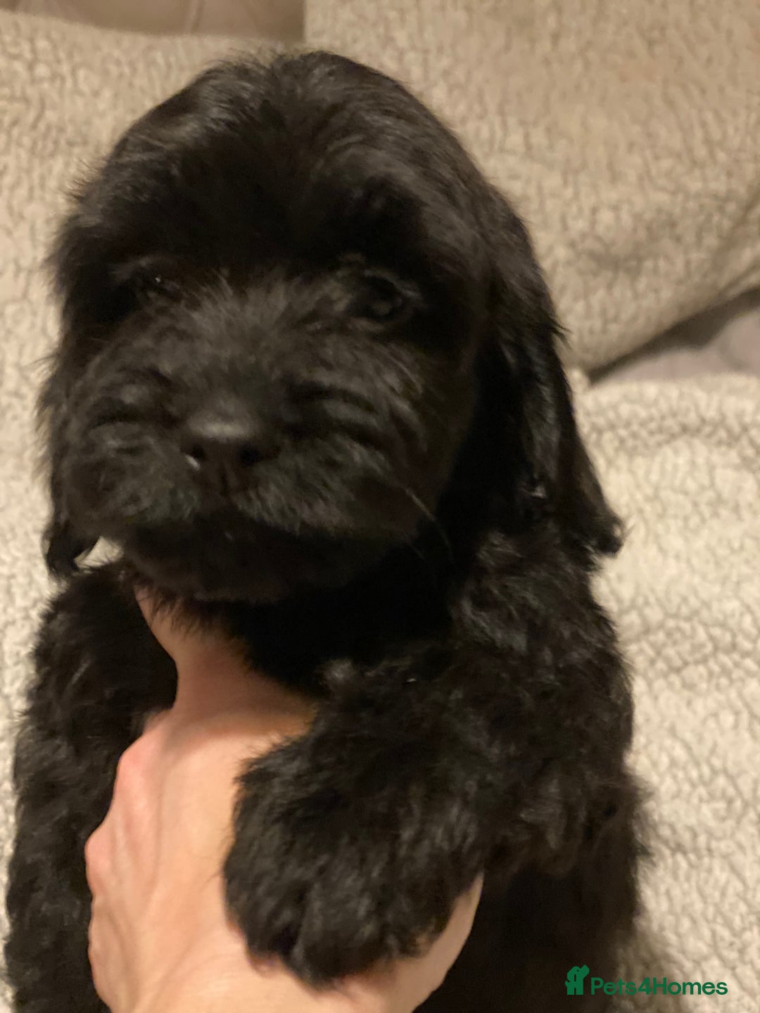 Cockapoo dogs for sale: Cockerpoo puppy’s  - Advert 1