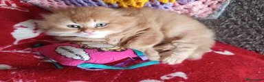 Scottish Fold Kitten 4