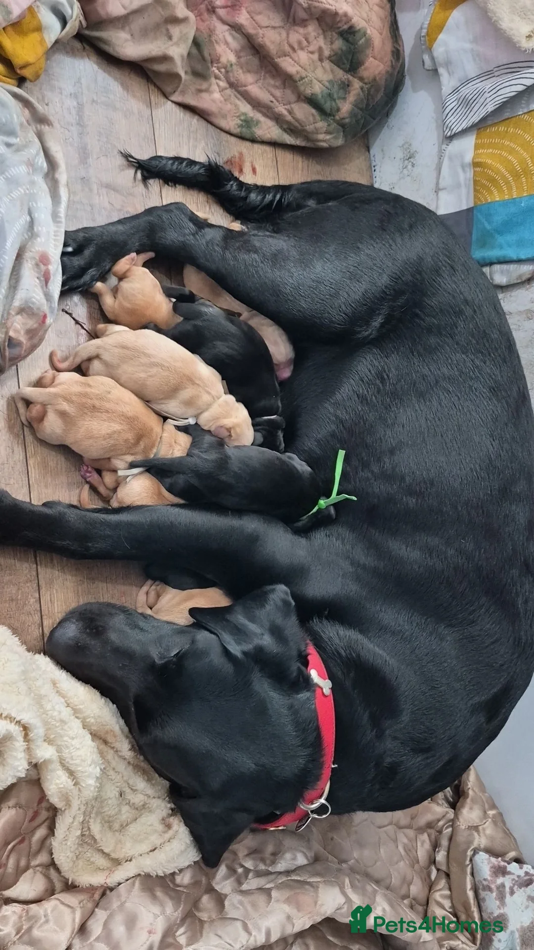 Labrador Retriever dogs for sale: Chunky labrador puppies  - Advert 2