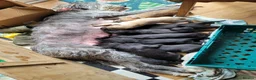 Lurcher dogs for sale: Lurcher puppies - Advert 3