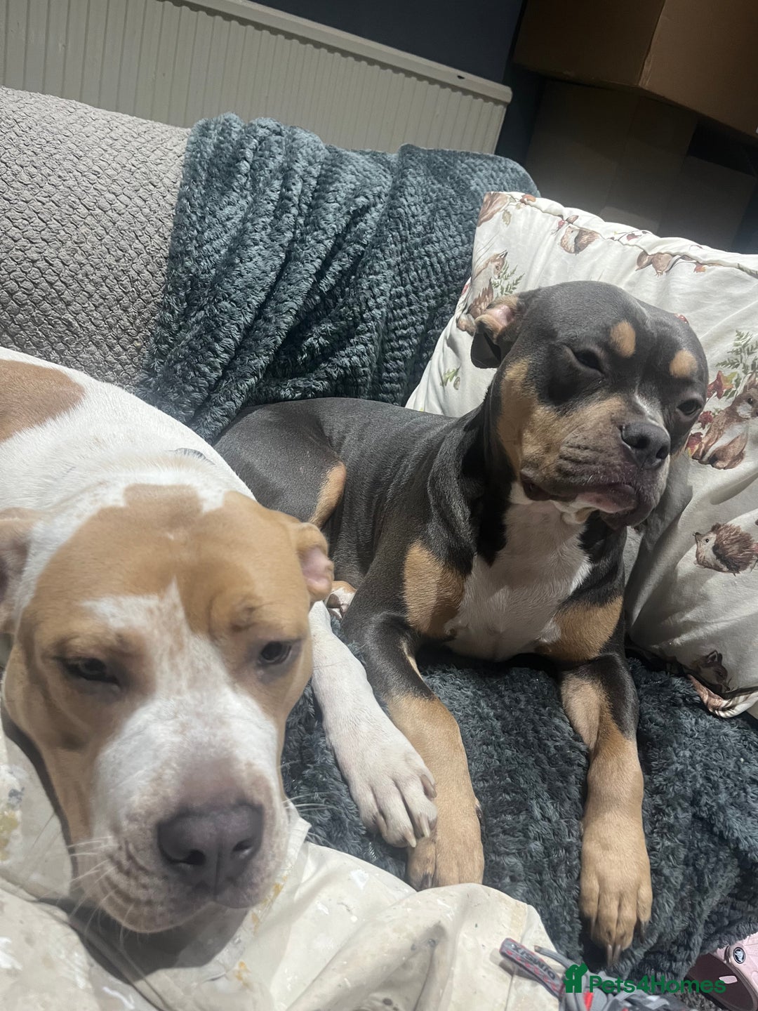 American Bully dogs for sale: Dolcee- American Bully- 1 year old - Advert 2