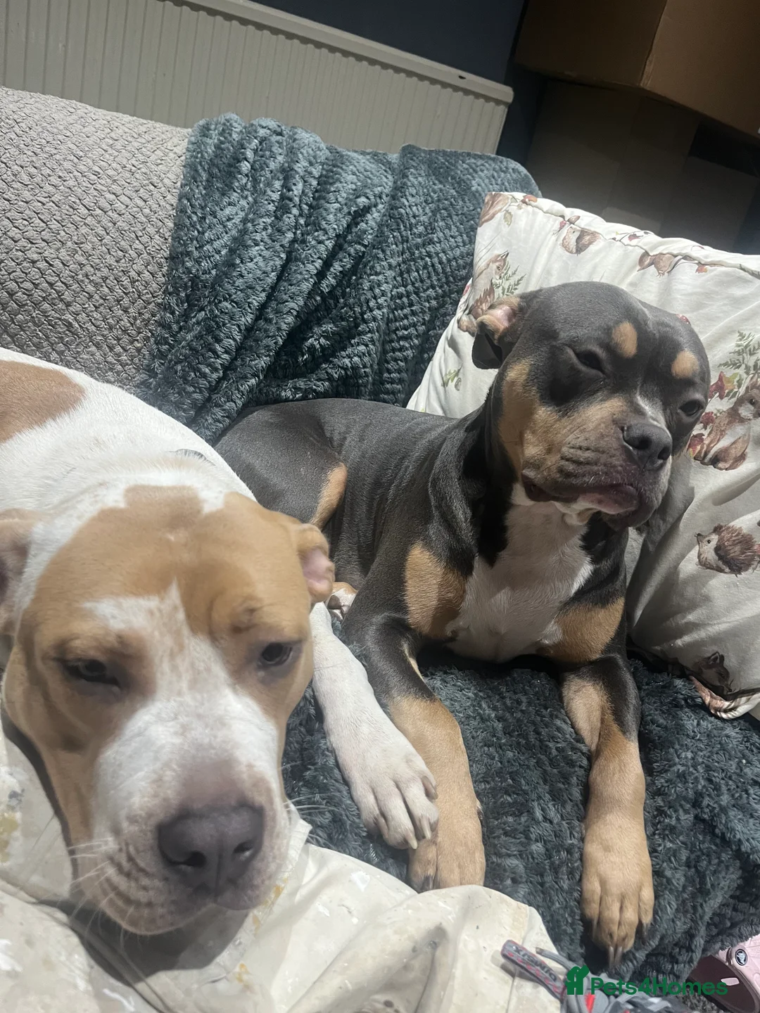 American Bully dogs for sale: Dolcee- American Bully- 1 year old - Advert 2