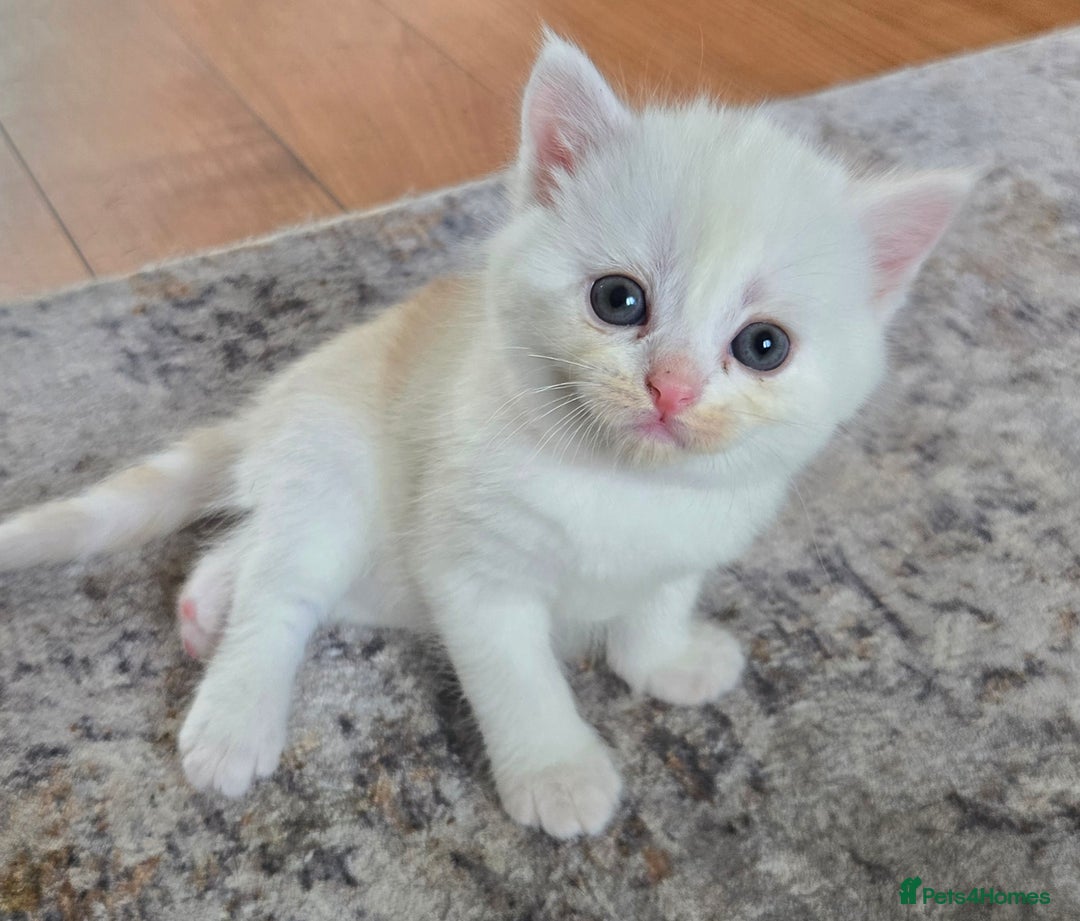 Mixed Breed cats for sale: Persian x kittens  - Image 6