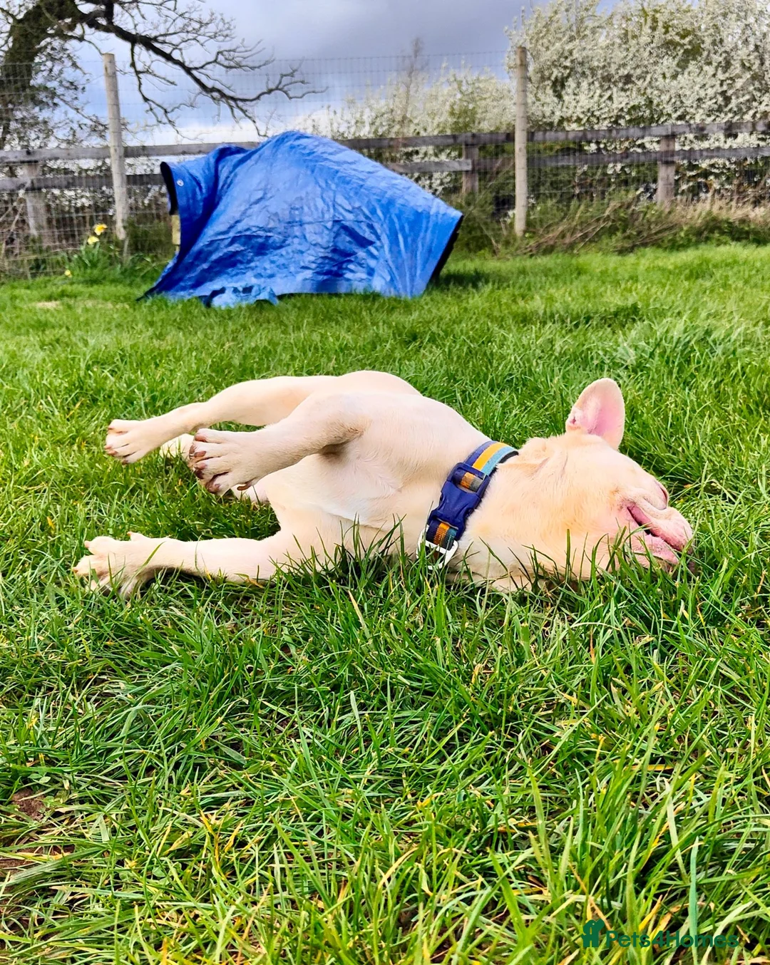 French Bulldog dogs for sale: Loving Adult-Only Home Needed for Pops  - Advert 8