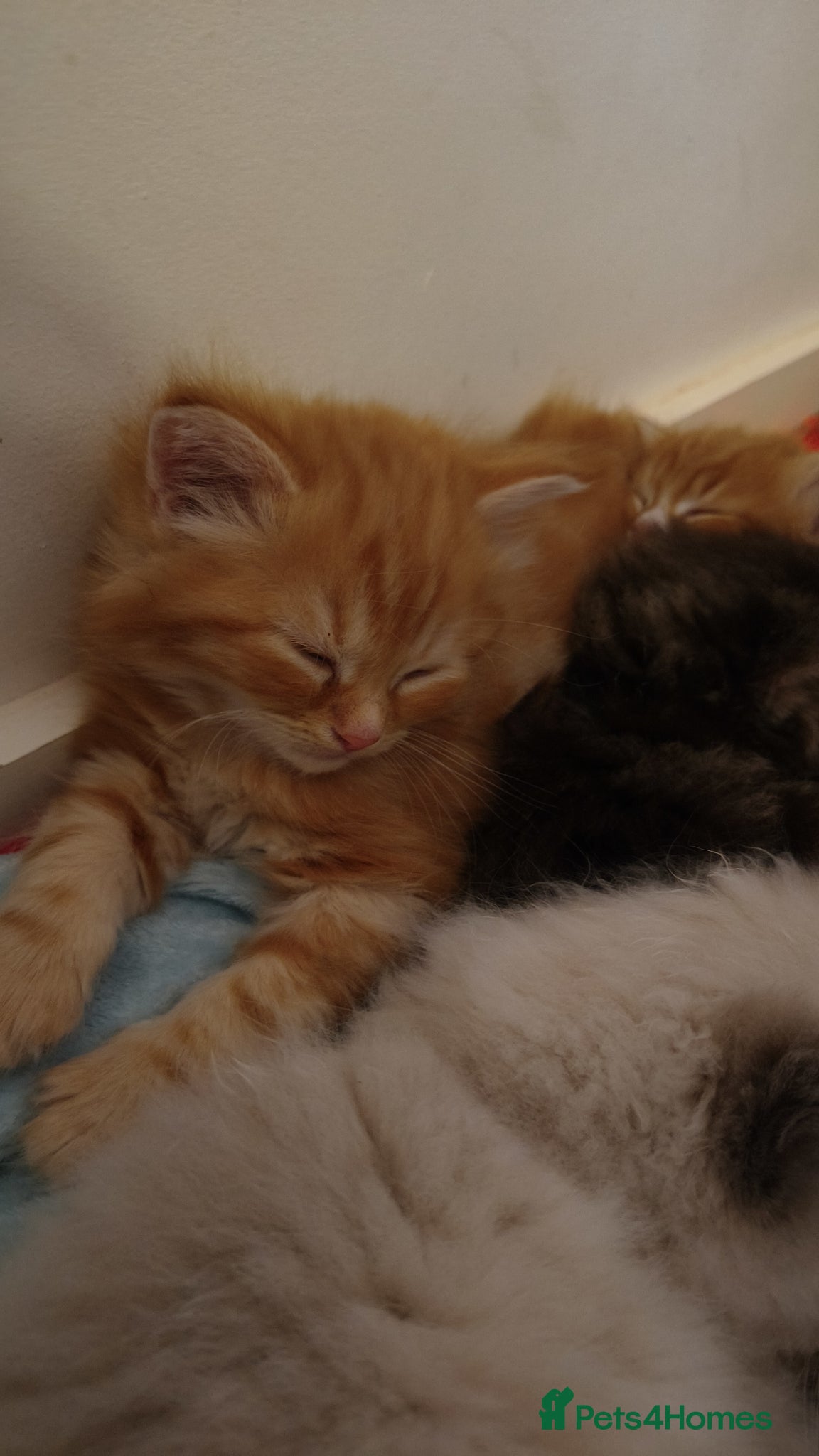 Persian cats Persian x maincoon  - Advert 8