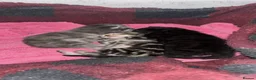Mixed Breed cats for sale: 3 kittens  - Advert 5