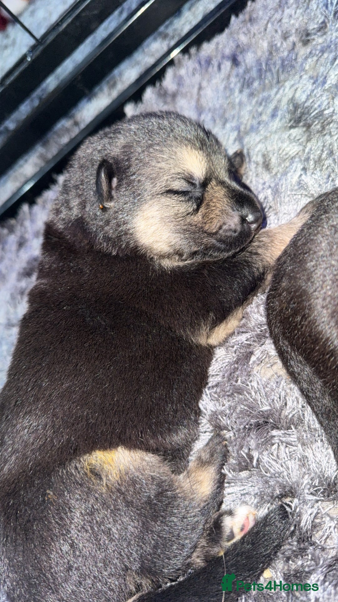 German Shepherd dogs for sale: German shepherd puppies  - Image 2