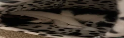 Domestic Shorthair cats for sale: REHOME - Small Domestic Shorthair Female - Advert 4