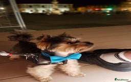 Yorkshire Terrier dogs for stud: Stud available- Miniature Yorkshire Terrier - Image 5