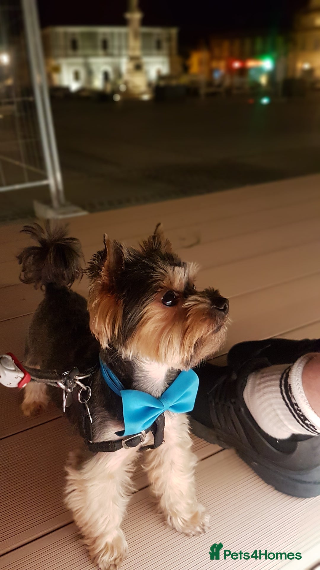 Yorkshire Terrier dogs for stud: Stud available- Miniature Yorkshire Terrier - Image 5