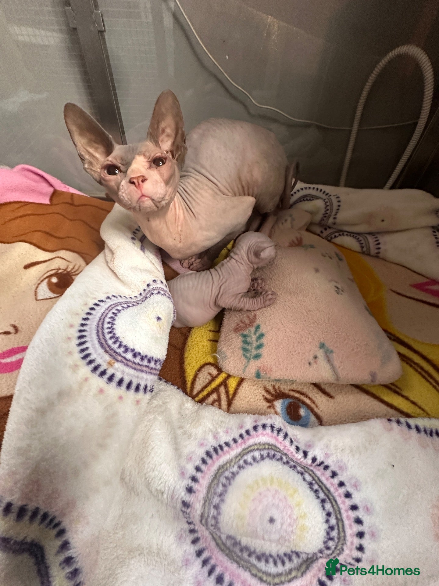 Sphynx cats Beautiful Canadian Sphinx. Female  - Advert 1
