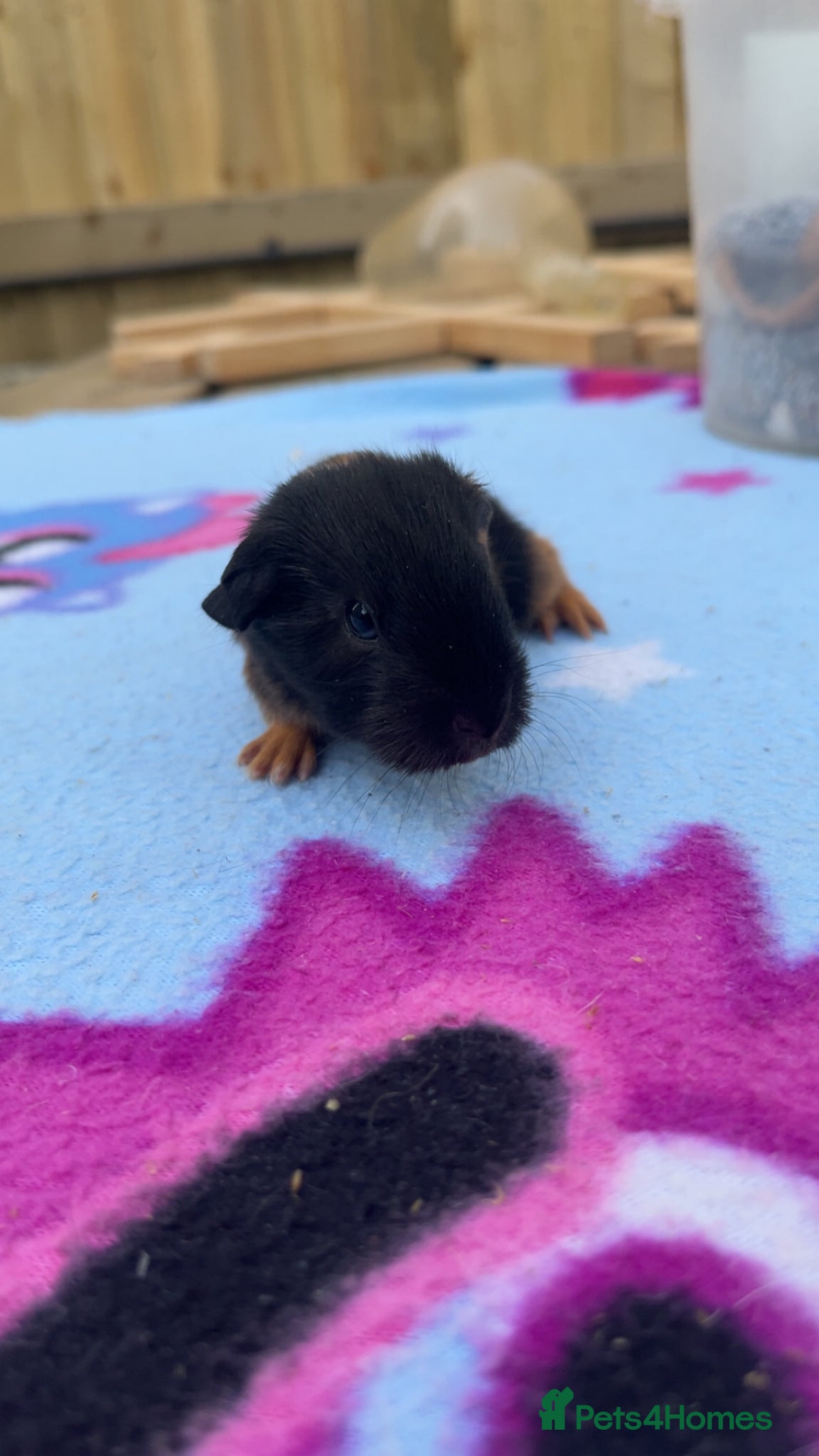 Guinea Pig rodents BABY GUINEA PIGS  - Advert 12