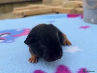 Guinea Pig rodents BABY GUINEA PIGS - Advert 12