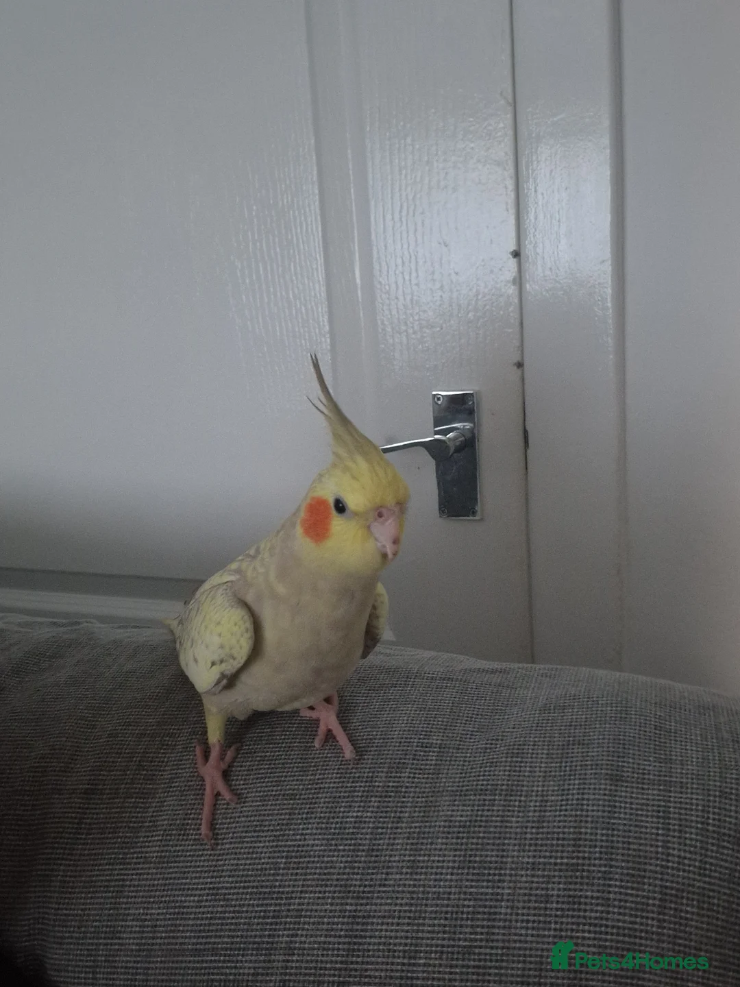 Cockatiels birds for sale: Cockateil in Bathgate - Advert 9