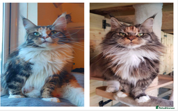 Maine Coon cats for sale: Maine coon girls  - Image 1
