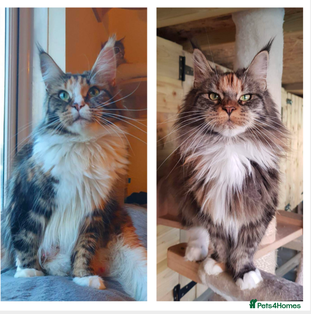 Maine Coon cats for sale: Maine coon girls  - Image 1