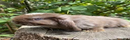Mini Lop rabbits for sale: Super Friendly 100% Pure Bred Mini Lop Bunnies - Advert 4
