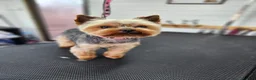 Yorkshire Terrier dogs for sale: Yorkshire Terrier Puppys  - Advert 9