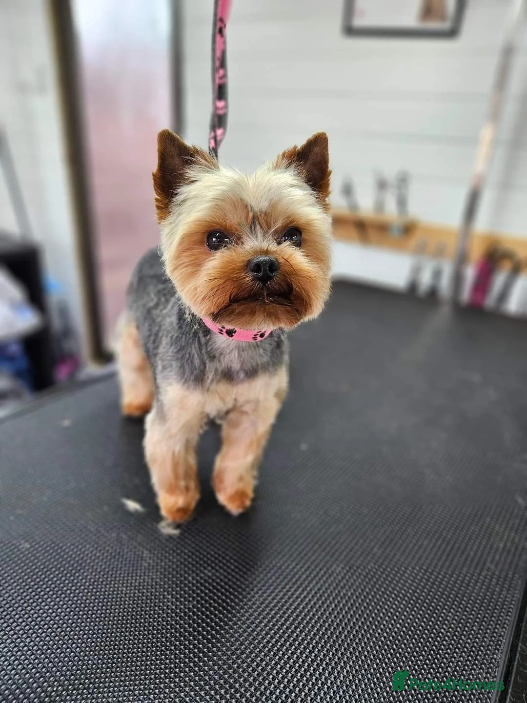 Yorkshire Terrier dogs for sale: Yorkshire Terrier Puppys  - Advert 9