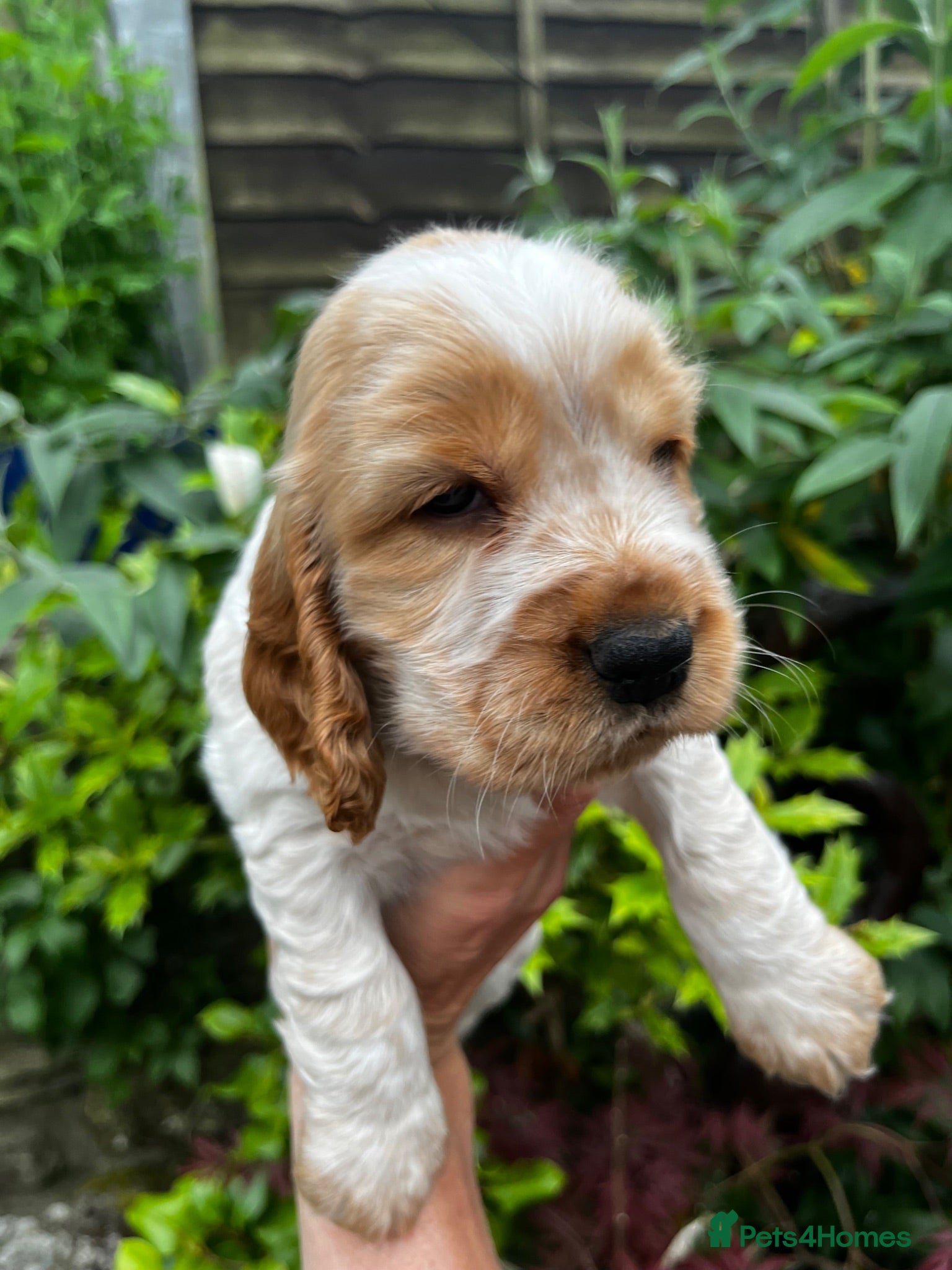 Cocker Spaniel dogs KC English Cocker Female Puppy - Advert 1