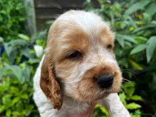Cocker Spaniel dogs KC English Cocker Female Puppy - Advert 1