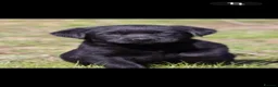 Labrador Retriever dogs for sale: Labrador puppies  - Advert 12