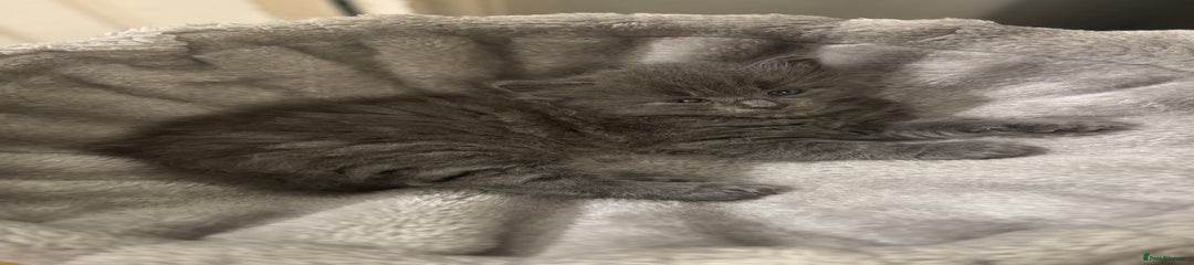 Russian Blue Kitten 1