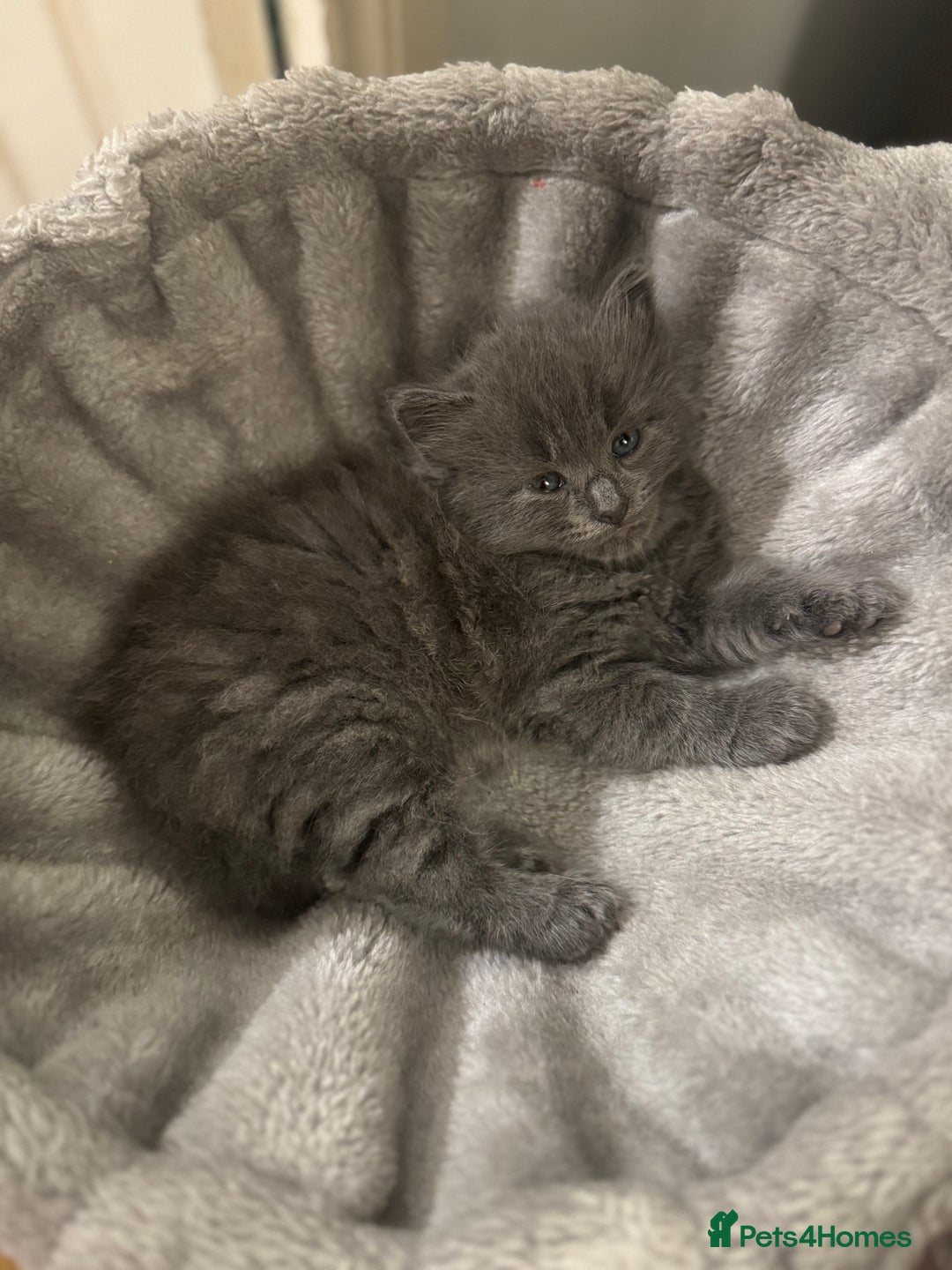 Russian Blue cats for sale: Blue Russian mix - Image 6