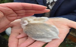 Mini Lop rabbits for sale: Stunning mini lop babies ready to secure  - Image 6