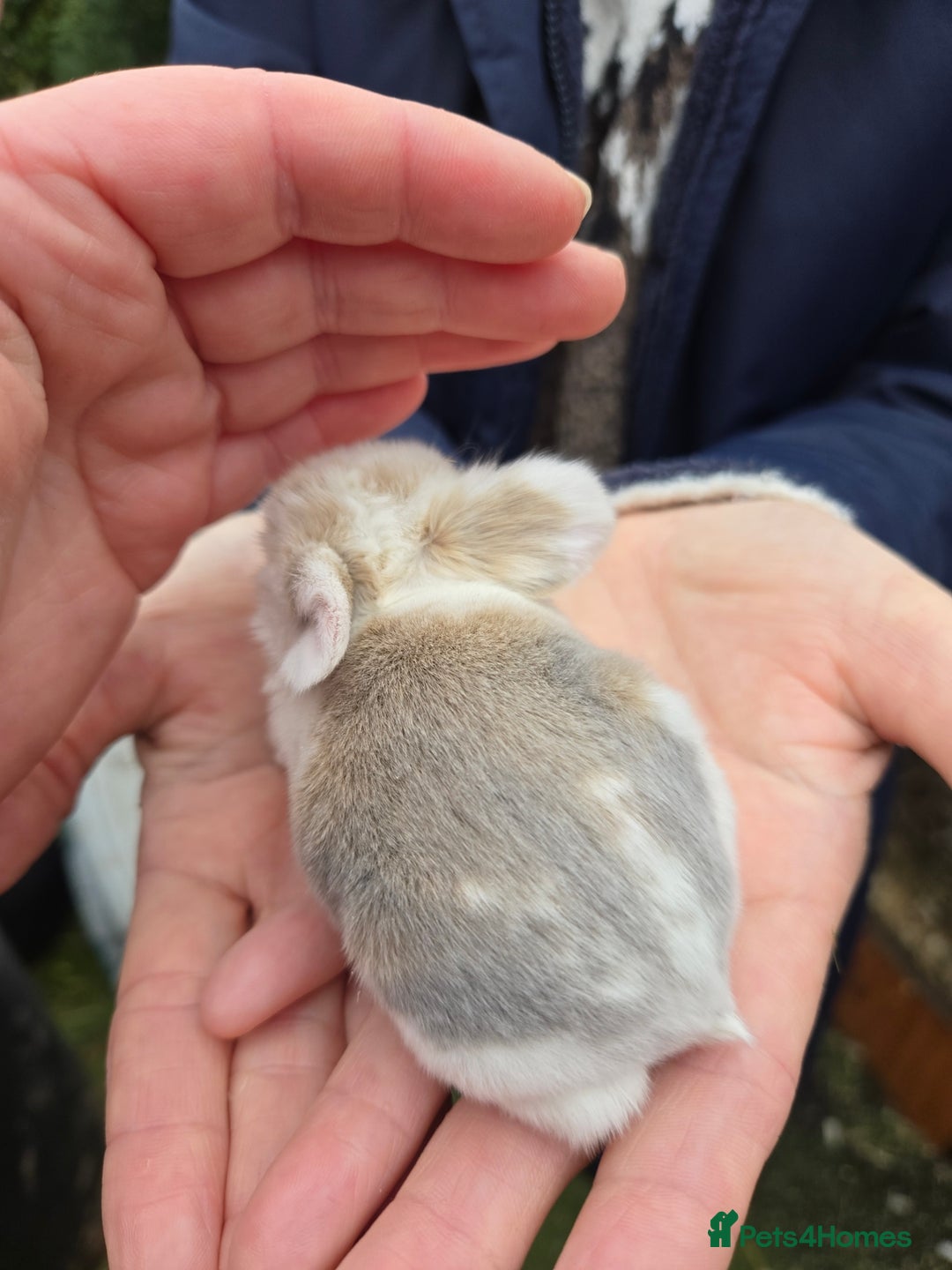 Mini Lop rabbits for sale: Stunning mini lop babies ready to secure  - Image 6