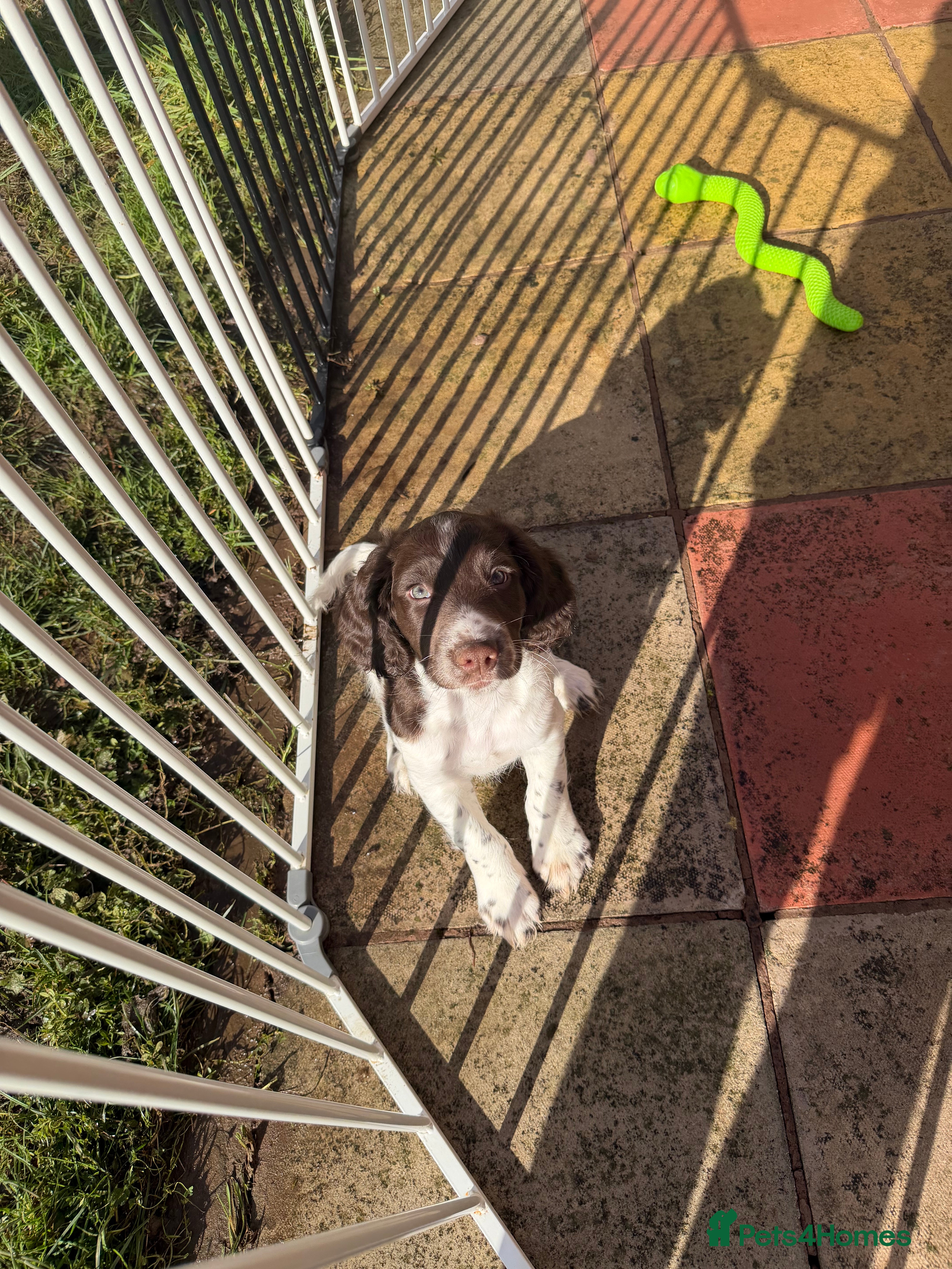 Sprocker dogs Exceptional F1B Sprocker puppy-male  - Advert 2