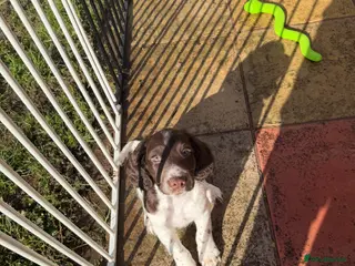 Sprocker dogs Exceptional F1B Sprocker puppy-male - Advert 2