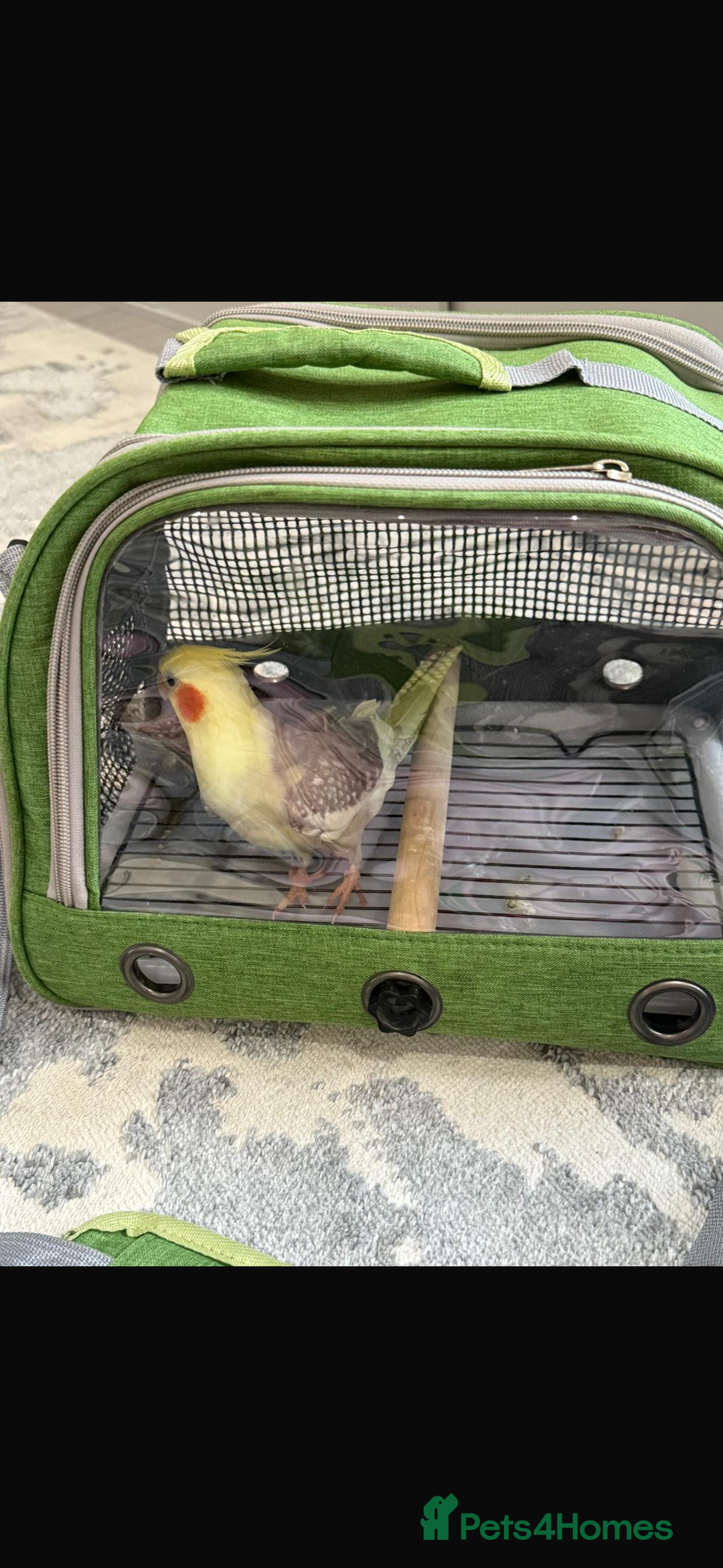 Cockatiels birds for sale: Selling Cockatial - Image 8