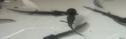 Axolotl reptiles for sale: Copper Axolotl babies For Sale - Advert 5