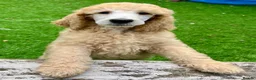 Standard Poodle dogs for sale: KC reg apricot standard poodle boy - Advert 13