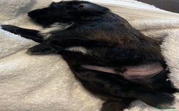 Shih Tzu dogs for sale: Adorable Imperial Shih Tzu Puppies - Advert 11