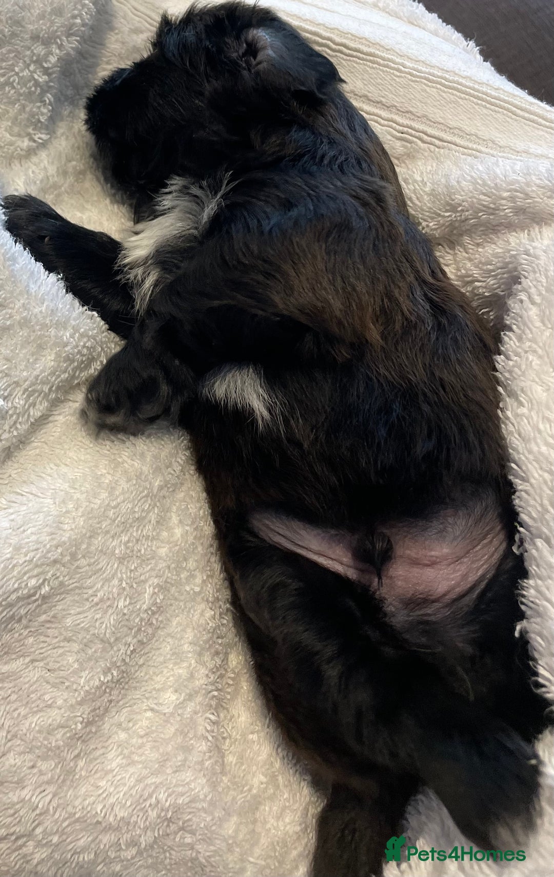 Shih Tzu dogs for sale: Adorable Imperial Shih Tzu Puppies - Advert 11